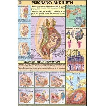 Human Reproductive System, Charts, School Education Human Reproductive System, Charts, School Education